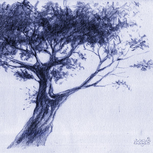 tree_015 B_vinicius chagas